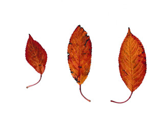 drei Rot gelbe Blätter in einer Reihe auf einem weißen Hintergrund