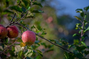 Apple tree