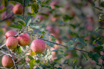 Apple tree
