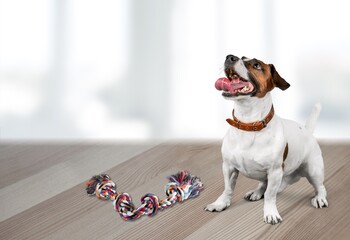 Dog fetching a toy indoors in room interior. Dog in house concept