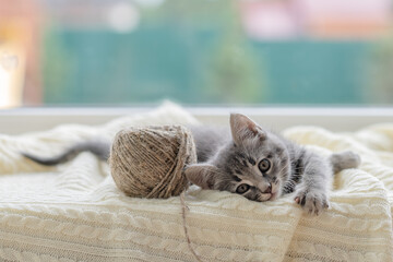 cute brown kitten cat sitting on the window at home looking at the camera close-up. High quality photo