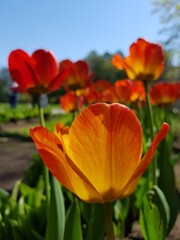 At the tulip festival on a bright sunny day. Russia, St.Peterburg 