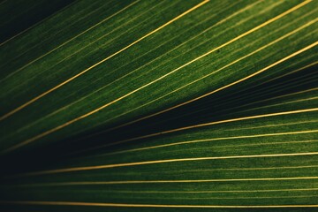 green leaf texture - 465120495