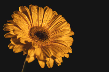 yellow gerbera flower - 465120496