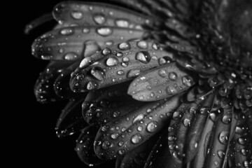 water drops on a flower - 465120497