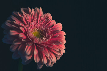 pink flower with black background 