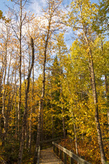A Wooden Path in an Autumn Forest