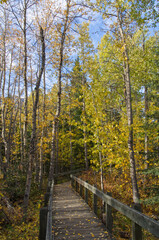 Fototapeta na wymiar A Wooden Path in an Autumn Forest