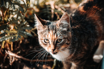 A small and smiling kitten