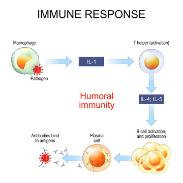 immune response. Humoral immunity and antibody production.