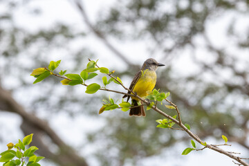 Obraz premium yellow-chested bird known as 