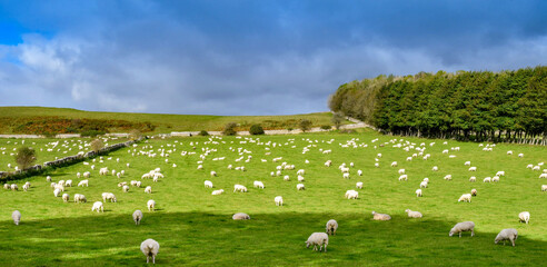Farm field with a large flock of sheep. No people.