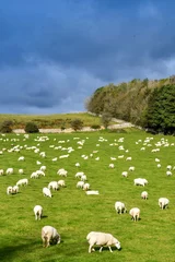 Schilderijen op glas Large flock of sheep grazing in a farm field. No people. © Cerib