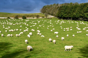 Large flock of sheep grazing in a farm field. No people.