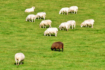 Flock of white sheep grazing in a farm field with one black ewe. No people. 