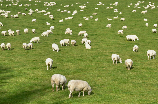 Large flock of sheep grazing in a farm field. No people.