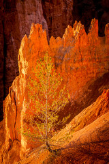 Bryce Canyon National Park at sunrise with beautiful glowing orange light, Utah, USA