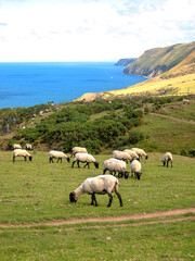Obraz premium Sheep grazing in a field on a farm near the sea with the coastline in the background. No people.