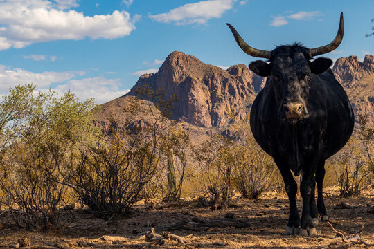 Cow in the Desert