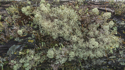 Northern Tundra Natural Still Life. Multicolored and different forms of mosses and lichens, constituting the polar flora. Colorful palette of the Siberian tundra