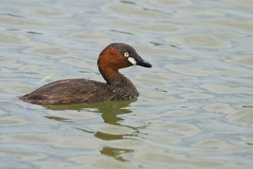 whistling ducks on the pond
