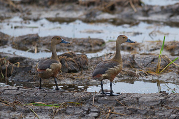 whistling ducks on the pond