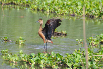 whistling ducks on the pond