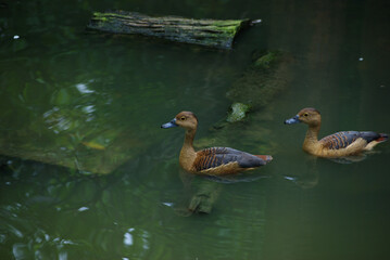 whistling ducks on the pond
