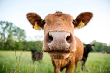 Gordijnen Close-up shot van de neus van een jonge koe op een grasveld © Unknown Unknown89/Wirestock