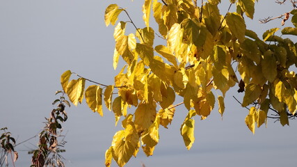 Fototapeta premium Ramo con foglie gialle, autunno