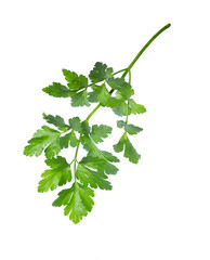 Branch of Celery or parsley leaf isolated on white.