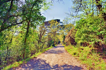Wooded landscape in Tuscany in the town of Scandicci, Florence, Italy