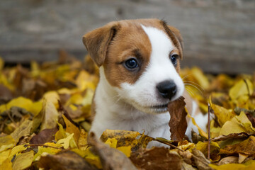 jack russell terrier
