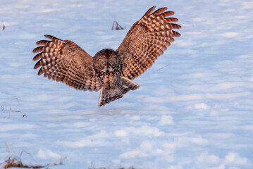 Great grey owl (Strix nebulosa) in flight.