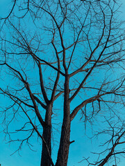 Azul natureza