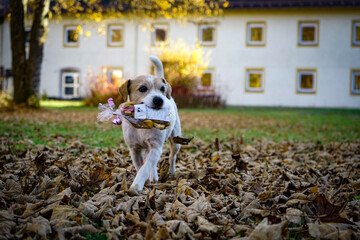 jack russell terrier