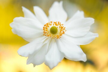 Obraz premium yellow daisy flower