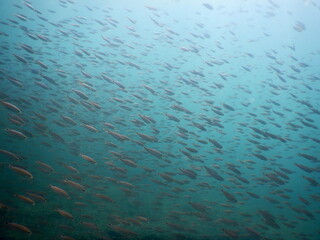 Costa Rica Pacific sea life