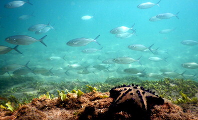 Costa Rica Pacific sea life