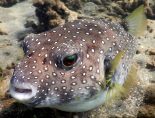 Costa Rica Pacific sea life © Brian