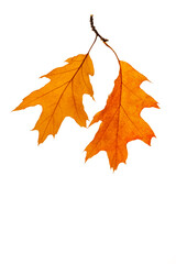 Two leaves of red oak on a twig. Autumn set, herbarium element