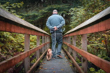 Doodle red setter and man walk down forest bridge