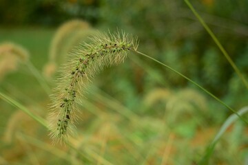 Setaria viridis, Green foxtail, Green bristlegrass, wild foxtail millet