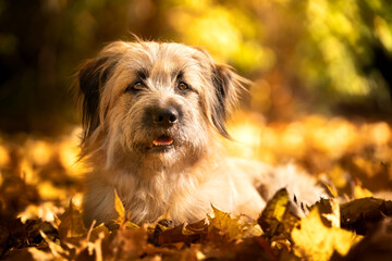 Kudłaty pies w jesiennych liściach © nitka_zaplatana