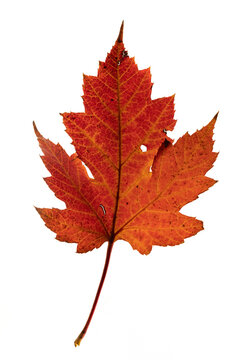 Autumn leaf of red maple on a white isolated background. The concept of autumn, the change of season and the herbarium element. Close up