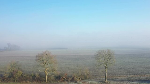 Les arbres nus devant des champs survol&eacute;s par des oiseaux en Europe, en France, en r&eacute;gion Centre, dans le Loiret, vers Orl&eacute;ans, en Hiver, lors d'une journ&eacute;e ensoleill&eacute;e.