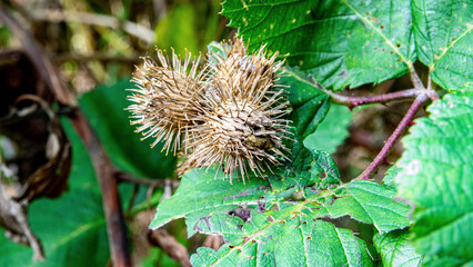 thistle in the garden