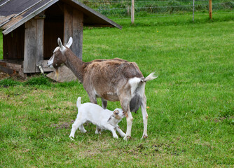 Ziegen auf der Weide