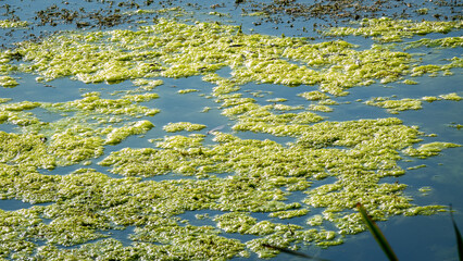 Fototapeta na wymiar green algae on the lake
