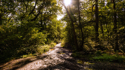 path in the forest